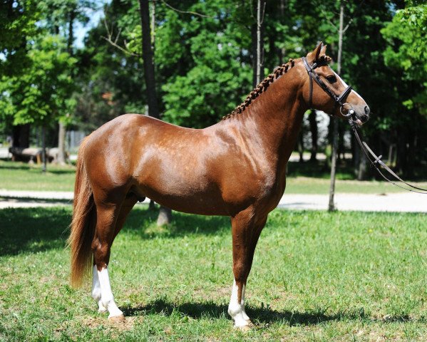 stallion Steendieks Perfect Mind (German Riding Pony, 2007, from Prince Perfect)