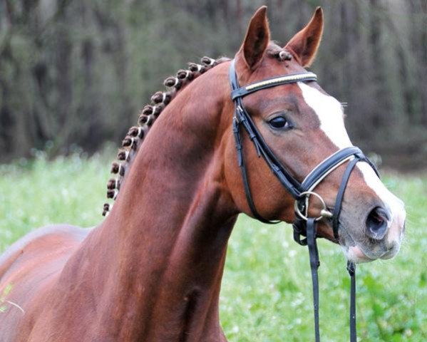 stallion Savoy (Hanoverian, 2009, from Sir Donnerhall I)