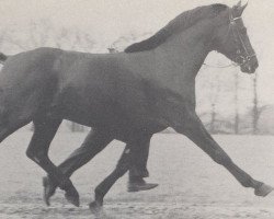 stallion Amor (Hanoverian, 1973, from Absatz)