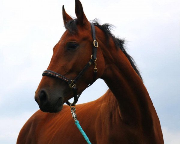 jumper First Lady (German Sport Horse, 2013, from Full Speedy)