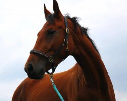 Springpferd First Lady (Deutsches Sportpferd, 2013, von Full Speedy)