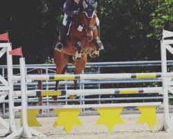 jumper Quite High (Hanoverian, 2010, from FRH Quaid)