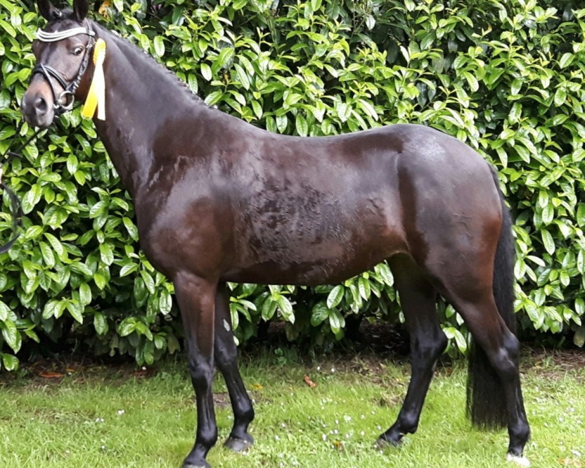 broodmare London (German Riding Pony, 2012, from Henry)