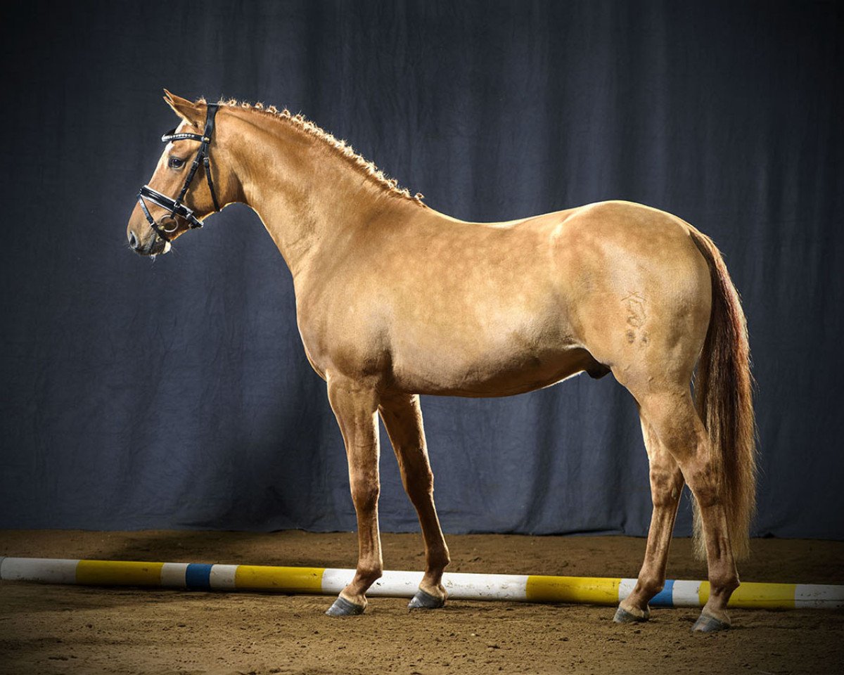 stallion Withe Lights Lion (German Riding Pony, 2015, from White Light)