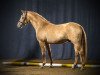 stallion Withe Lights Lion (German Riding Pony, 2015, from White Light)