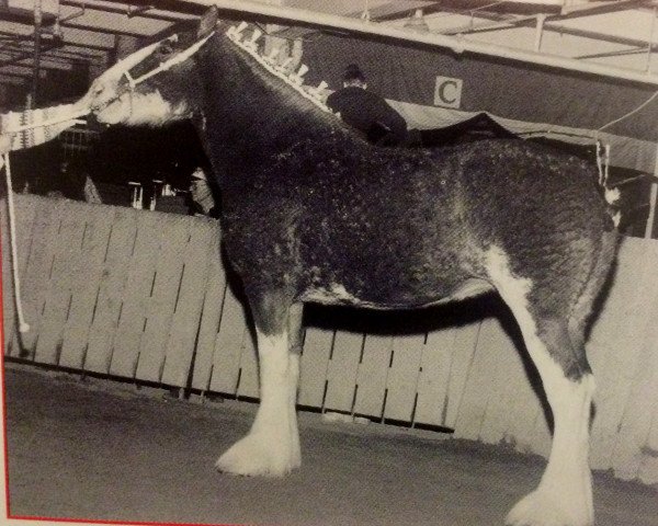 broodmare Pendleberry Heather May (Clydesdale, 1998, from Phesdo Super Scot)