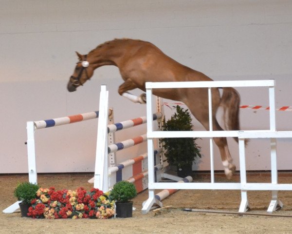 broodmare Galina San WE (German Riding Pony,  , from Halifax)