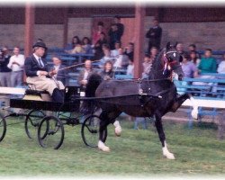 Deckhengst Holypark What's Wanted (Hackney (Pferd/Pony), 1968, von Hurstwood Consul)