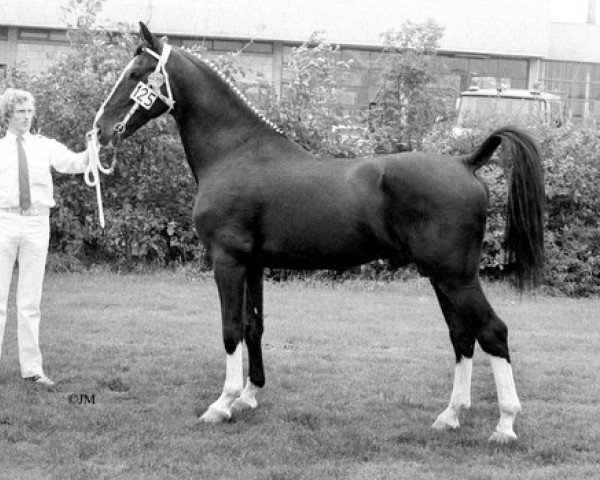 stallion Rex H (KWPN (Royal Dutch Sporthorse), 1975, from Jonkheer)