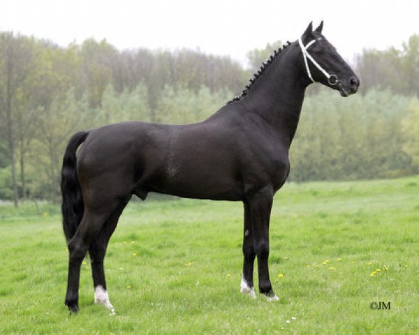 stallion Plain's Liberator (Hackney (horse/pony), 1996, from Plain's Black Satin)