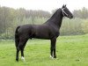 stallion Plain's Liberator (Hackney (horse/pony), 1996, from Plain's Black Satin)