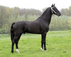 Deckhengst Plain's Liberator (Hackney (Pferd/Pony), 1996, von Plain's Black Satin)