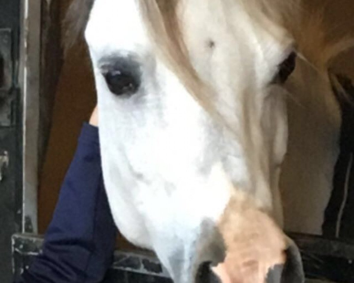 Dressurpferd Windhoek's Oronia (Welsh Mountain Pony (Sek.A), 2008, von Kastanjehof Hurricane)