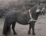 Zuchtstute Ester van de Strengen (Shetland Pony, 1990, von Tyfoon van de Kozakkenhoeve)