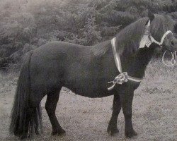 broodmare Ester van de Strengen (Shetland Pony, 1990, from Tyfoon van de Kozakkenhoeve)