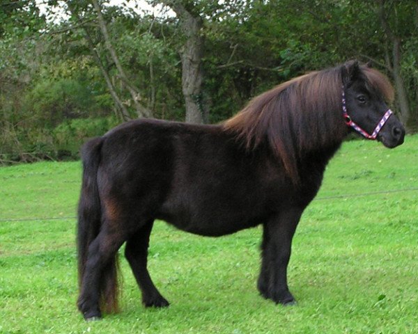 horse Carrien van 't Hooilandje (Shetland Pony, 2009, from Time-Out van de Viersprong)