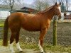 broodmare Sometimes (Mecklenburg, 1996, from Solar)