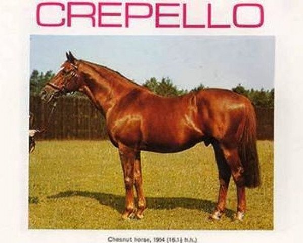 stallion Crepello xx (Thoroughbred, 1954, from Donatello II xx)