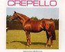 Pferd Crepello xx (Englisches Vollblut, 1954, von Donatello II xx)