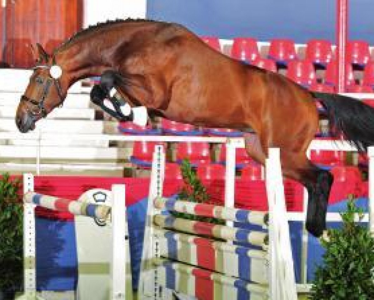 Deckhengst Lord Perry W (Hannoveraner, 2009, von Lord Pezi)