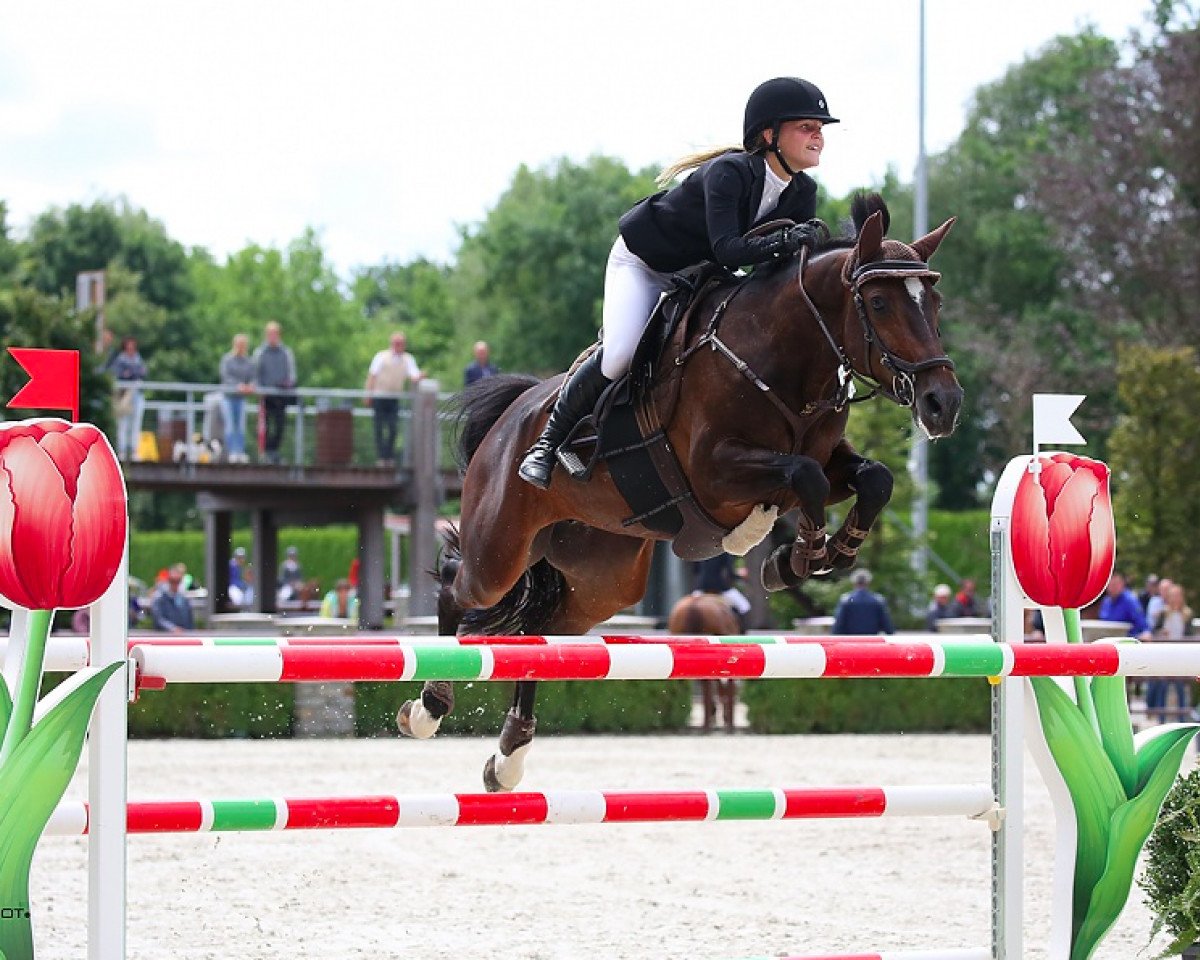broodmare Antine 2 (Holsteiner, 2008, from Cachas)