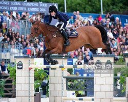 broodmare Davendy S (Belgian Warmblood, 2003, from Kashmir van't Schuttershof)