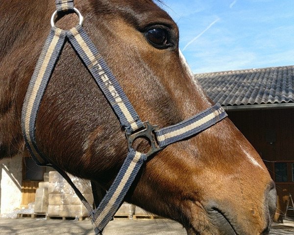 Pferd Ten Ankers Pamaural (New-Forest-Pony, 2008, von Arenberg's Maurits)