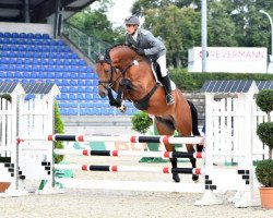 stallion Perigerio (Hanoverian, 2013, from Perigueux)