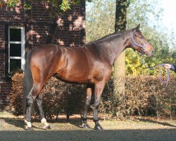 broodmare Simonetta (German Sport Horse, 2010, from Simonetti)