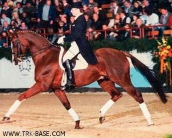 horse Inster Graditz (Trakehner, 1987, from Bonito xx)