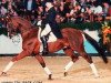 stallion Inster Graditz (Trakehner, 1987, from Bonito xx)