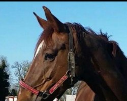 dressage horse Saphira ST (unknown, 2009)