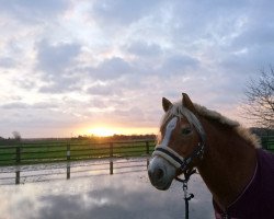 Pferd Diabola (Haflinger, 2007, von Barolo)