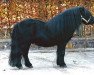 Deckhengst Time-Out van de Viersprong (Shetland Pony, 2003, von Mr. Marengo v.d Vendel)