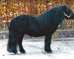 stallion Time-Out van de Viersprong (Shetland Pony, 2003, from Mr. Marengo v.d Vendel)