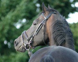 stallion Konvoi (Trakehner, 1982, from Kallistos x)