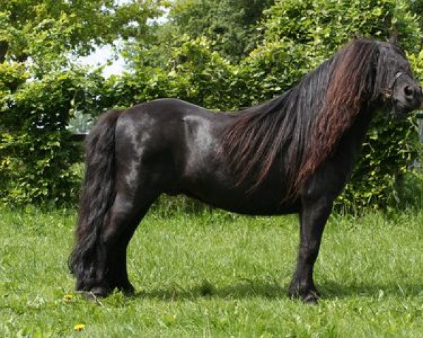 stallion Mr. Marengo v.d Vendel (Shetland Pony, 1997, from Gelder van Zuylichem)