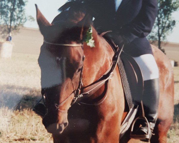 broodmare Waleska (Westphalian, 1984, from Weltruf)