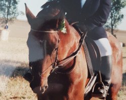 broodmare Waleska (Westphalian, 1984, from Weltruf)