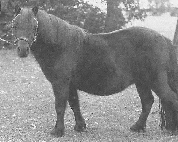 broodmare Wambretta L.H. (Shetland Pony, 1984, from Kismet van Bunswaard)