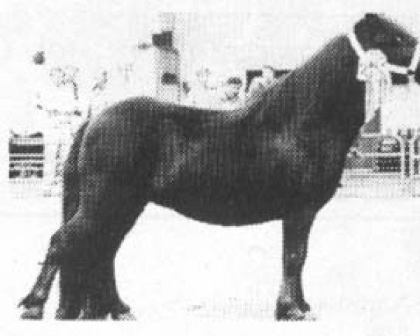Zuchtstute Samber Sherborne (Shetland Pony, 1975, von Hannibal of Hinton)