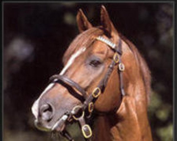 stallion Lomitas xx (Thoroughbred, 1988, from Niniski xx)