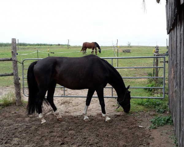 Pferd Odin (Trakehner, 2002, von Black Magic Boy)