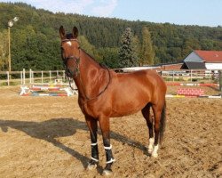 jumper Little Classik (German Warmblood, 2008, from Lennox)