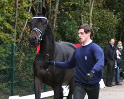 stallion Fairytale (Westphalian, 2010, from Fürst Fugger)