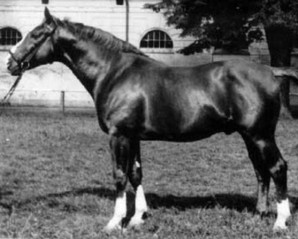 stallion Gruss (Hanoverian, 1952, from Gmunden)