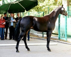 stallion Rock of Gibraltar (Westphalian, 2010, from Rock Forever NRW)