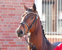 dressage horse Rouault (Westphalian, 2010, from Rubitano)