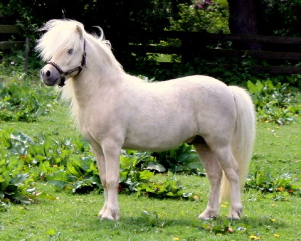 stallion Willi Weitblick (Dt.Part-bred Shetland pony, 2002, from Winnetou vom Beikel)