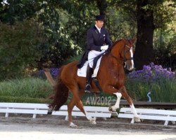 dressage horse Beaufort 2 (Hanoverian, 2004, from Brentano II)